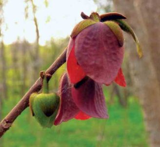 Pawpaw Mead Making Image